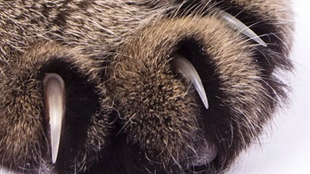 cat claws
